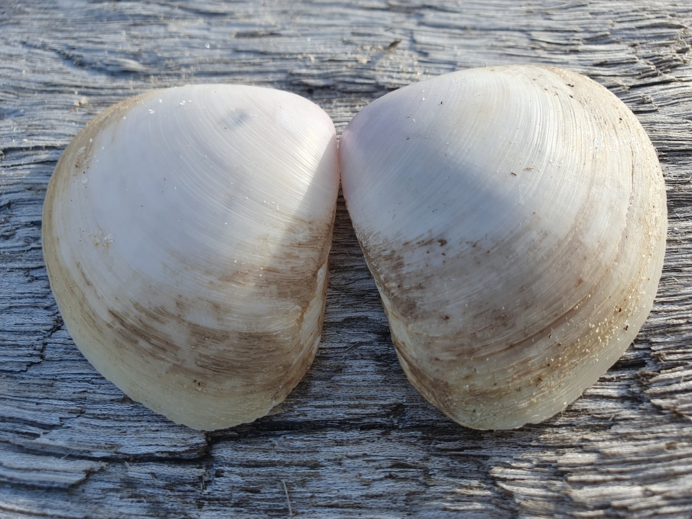 NOAA Keeps 2026 Surfclam and Quahog Quotas at Longstanding Levels