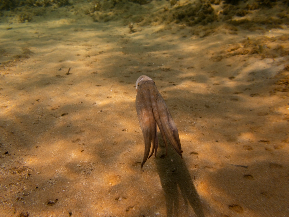 ‘Year of the Octopus’: How Climate Change is Pushing the Sea’s Smartest Creature Into New Territory