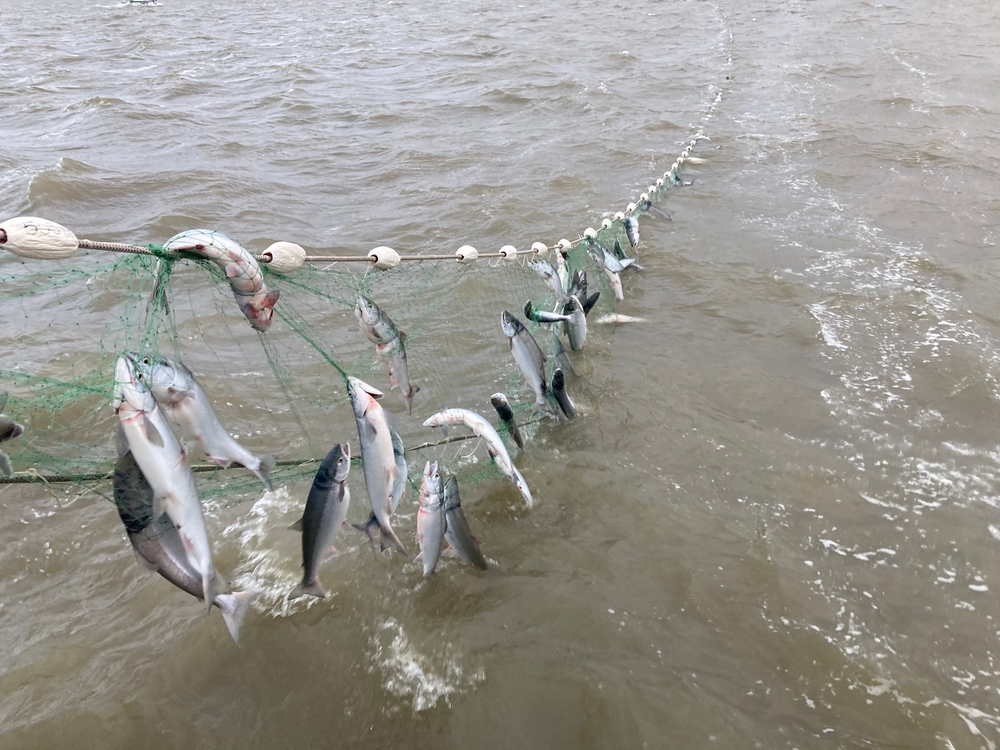 Long-Banned Fish Traps Return to the Columbia