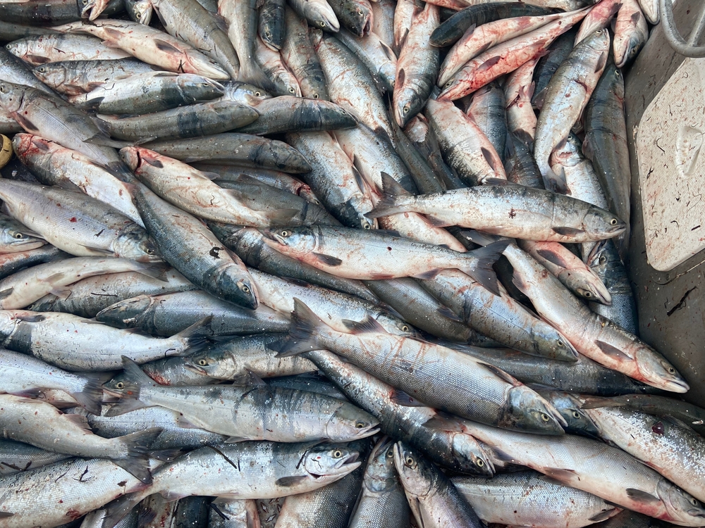 Pink Salmon Surge in Sitka and Kodiak Lifts Alaska Season Totals