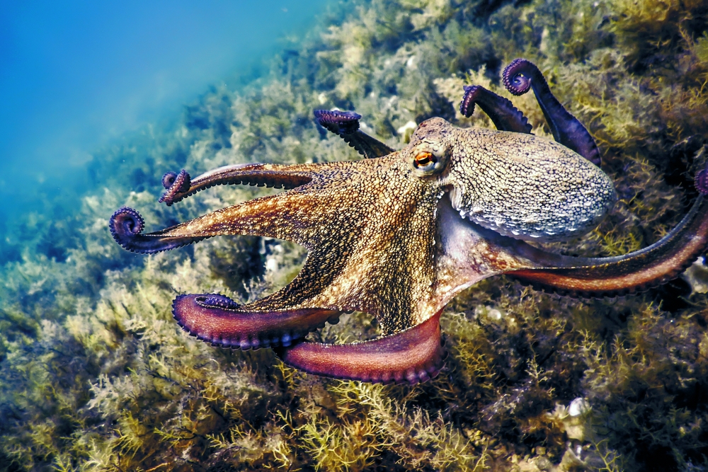 Roaring Call for NZ Government to Halt Funding of Cruel Octopus Farming