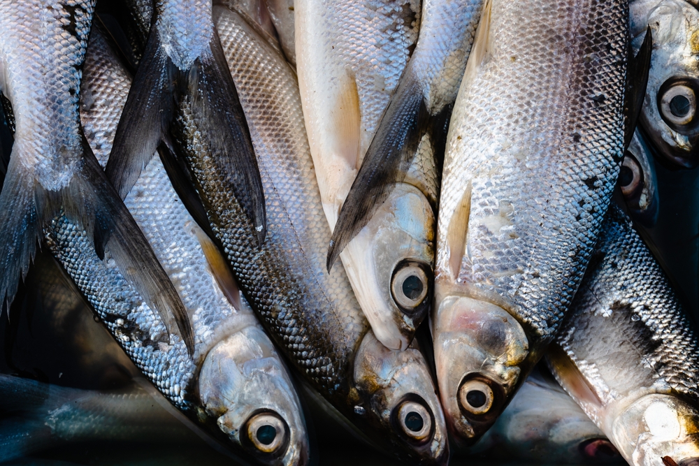 A New Exhibit Will Celebrate an Extinct Maine Seafood Industry