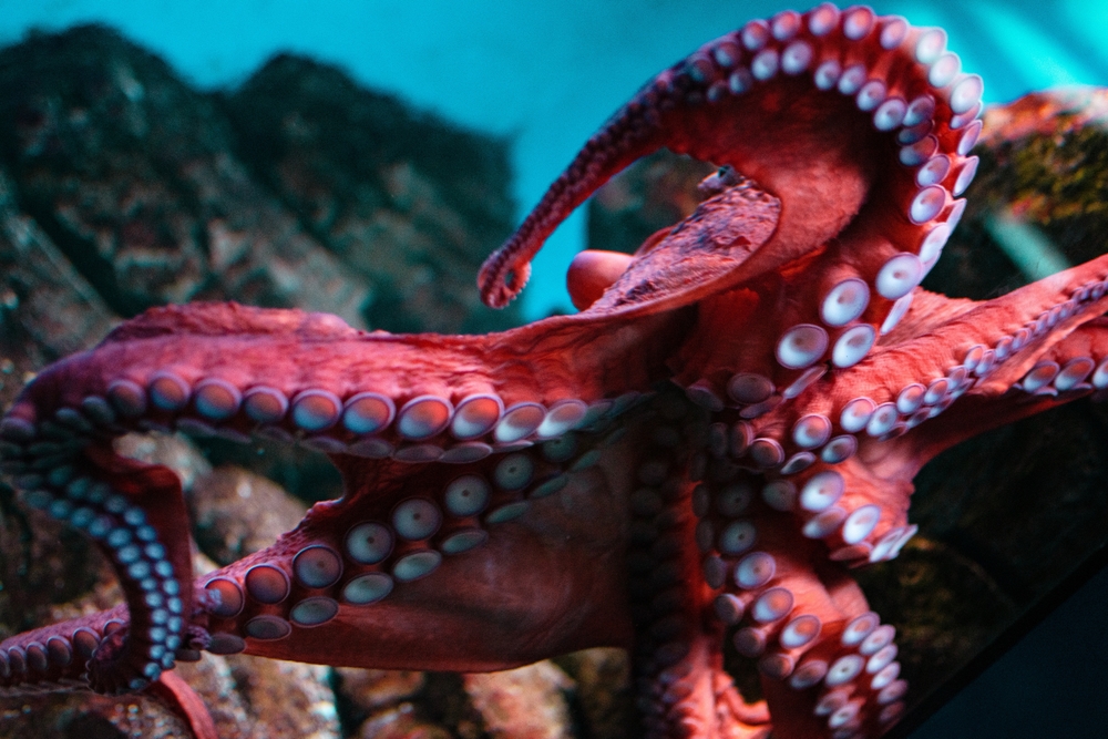 Traceability Inspection Leads Sernapesca to Seize 2,756 kg of Northern Octopus in Santiago