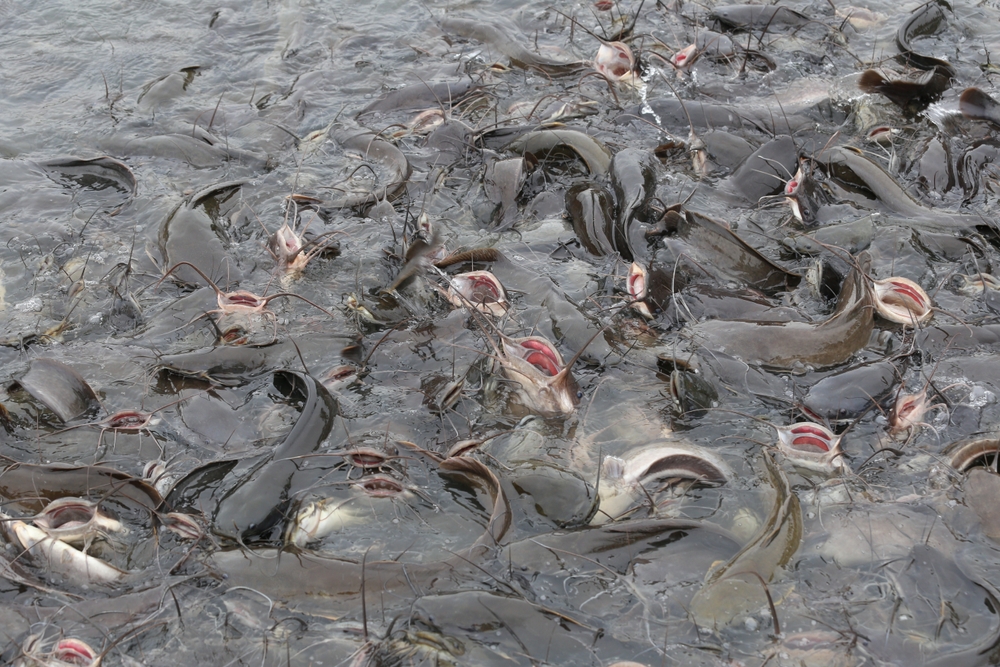 ASC Launches 60-Day Consultation on Adding Catfish to Certification Program