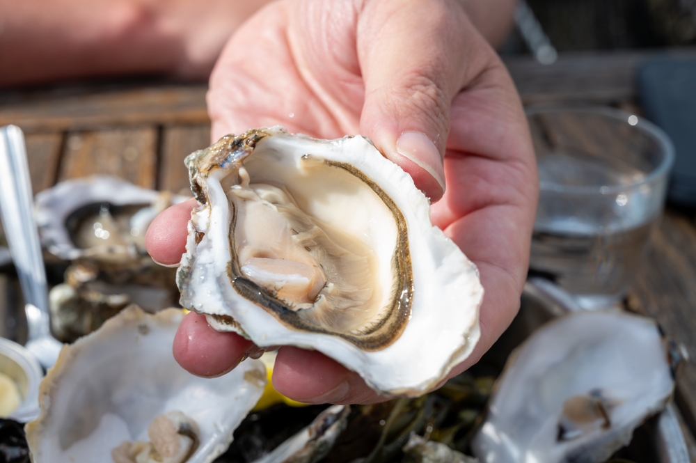 With Sunshine and Batteries, Maine Oyster Growers are Starting to Electrify Operations