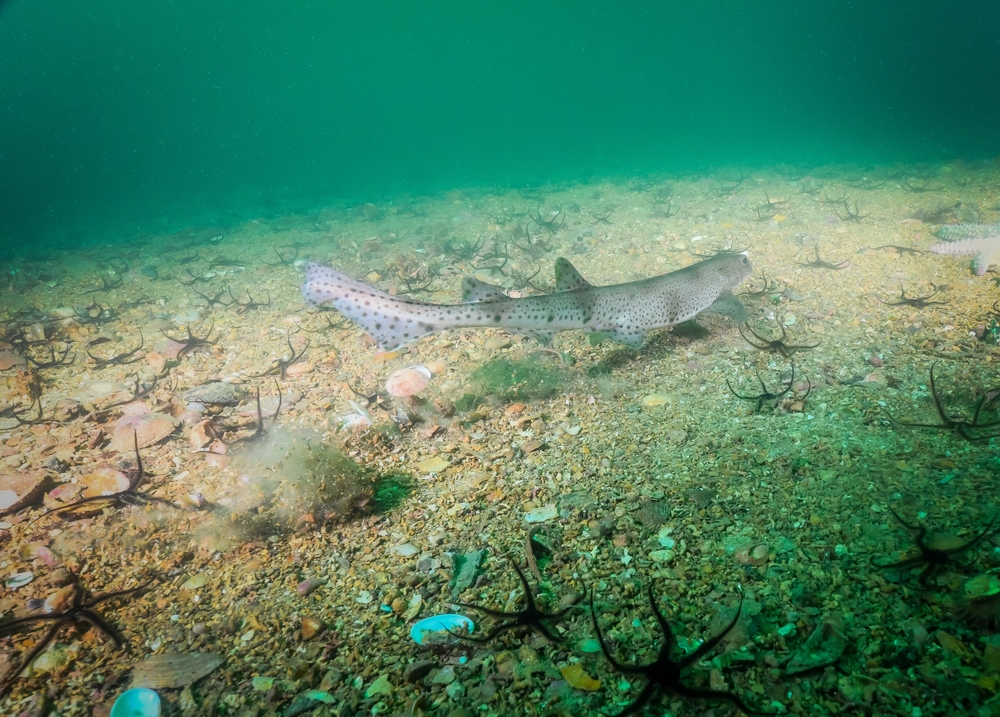 Why is Endangered Shark Ending Up on Swiss Plates?