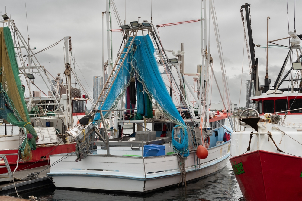Queensland Commercial Fishing Industry Open for Business as Investment Warnings Lifted