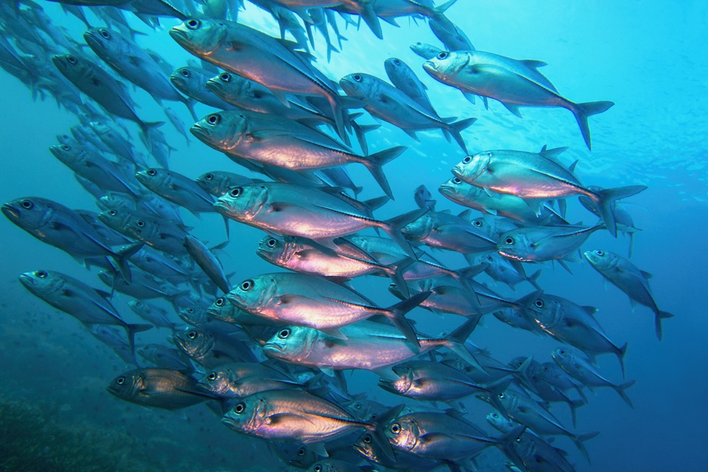 Canada Raises Mackerel, Southern Gulf Fall Herring Catch Limits