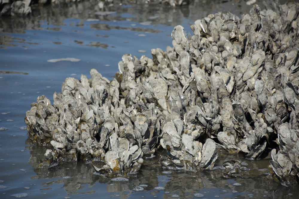 As CT Works to Restore Oysters, Study Finds Traces of Fentanyl, Ketamine can Disrupt their Survival