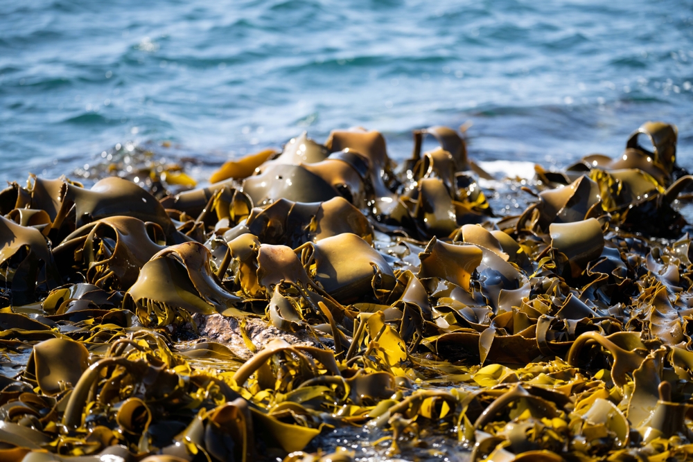 NOAA Fisheries Releases 2025 Alaska Aquaculture Accomplishments Report