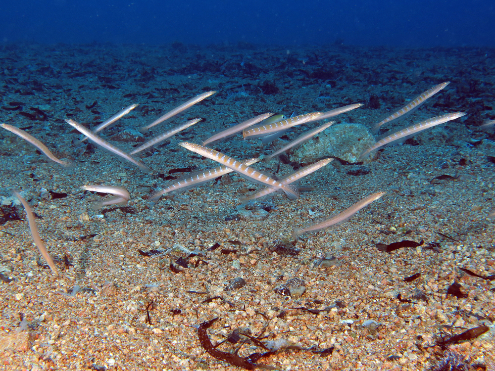 Britain Can Keep Ban on Sand Eel Fishing, Says Court