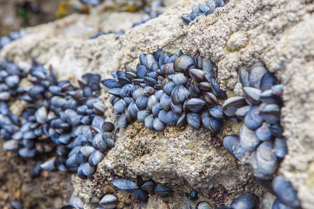 Global Bivalve Sector Expands Amid Ongoing Challenges