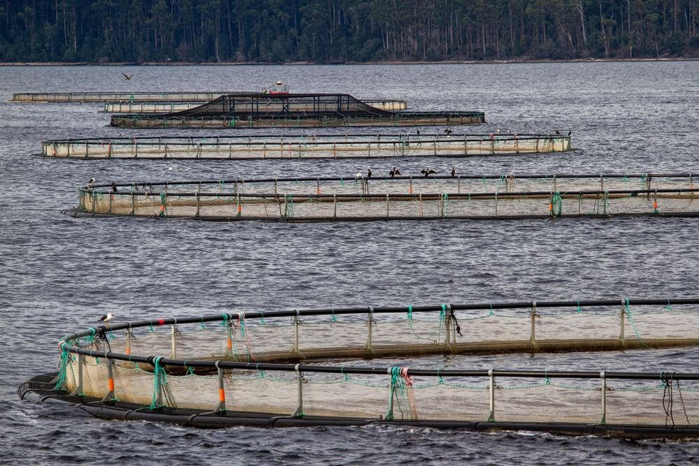 Drone Catches Incident Off Aussie Coast Highlighting Growing Tension in Controversial Industry