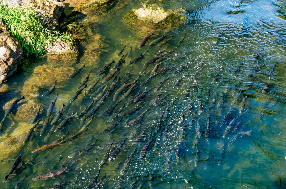 Two Chinook Salmon Populations are Denied Endangered Species Act Protections