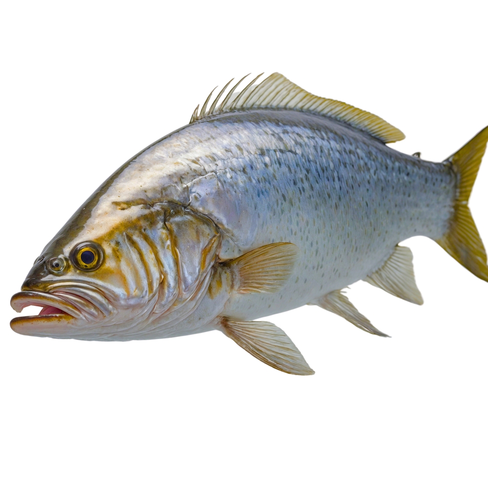 Looking Back: The Impact of the BP Oil Spill on Louisianas Commercial Menhaden Fishing Industry