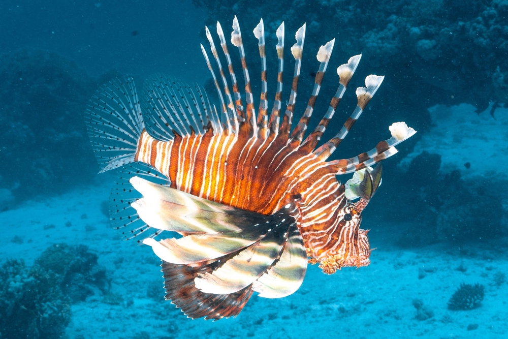 Cypriot Fishermen Battle Invasive Lionfish and Turn Them into a Tavern Delicacy