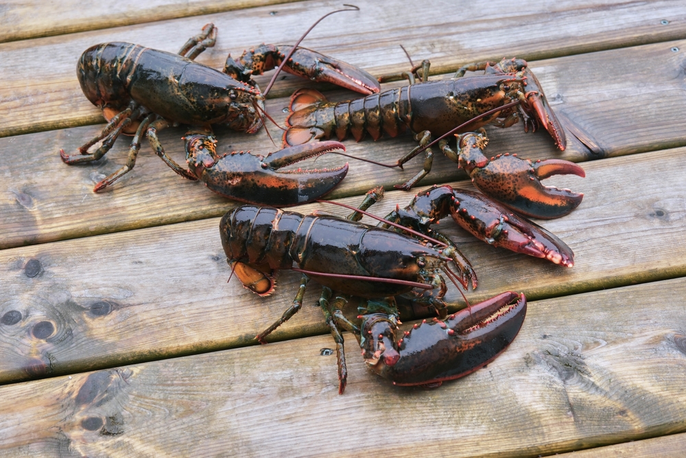 Some Maritime Lobster Zones Wont Move to Electronic Logging Until 2026
