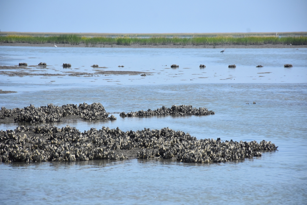 MS Oysters Are Back. Sampling Shows Biggest Supply in Years for Upcoming Season
