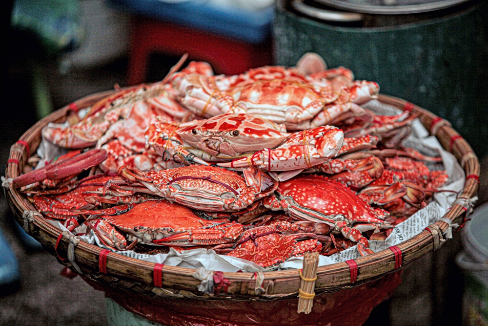 Vietnam’s Ca Mau Province Formalizes Mud Crab Exports, Unlocking Access to Key Global Markets