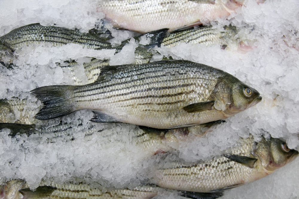 Atlantic Fishers Want DFO to Control Striped Bass Population