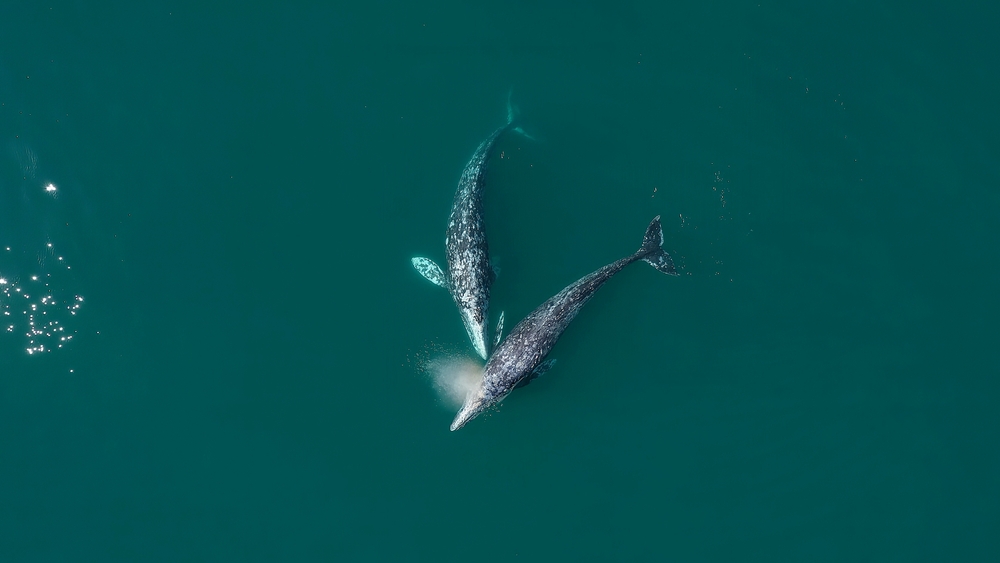 Three Environmental Groups: NOAA is Violating the Endangered Species Act on Gray Whale Protections