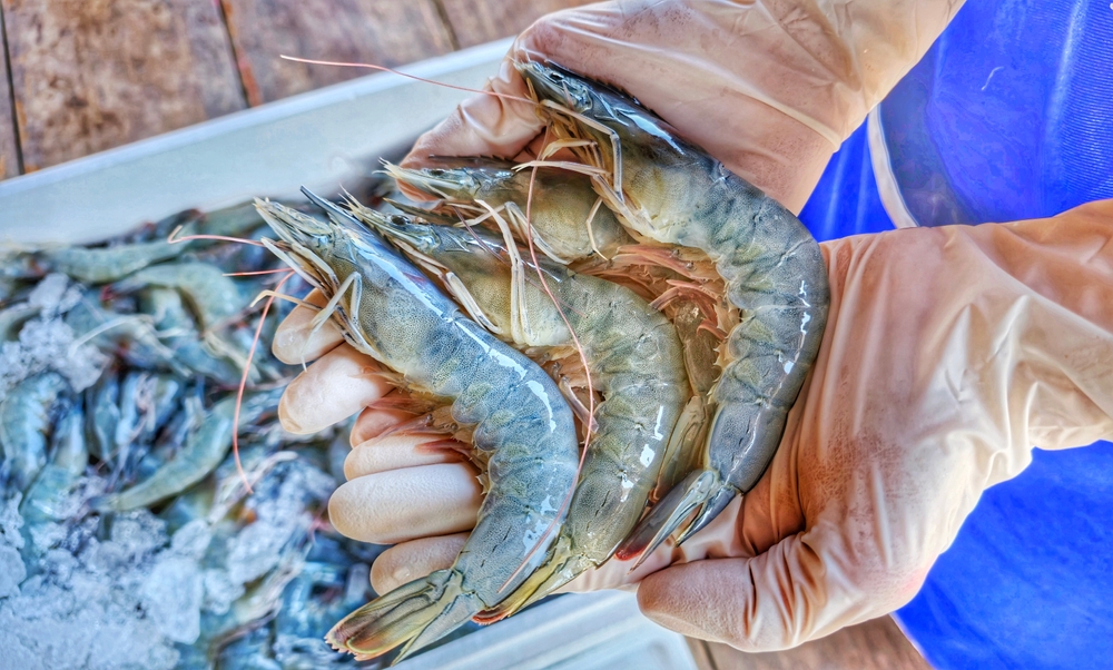 Thai Shrimp Industry Demands National Agenda to Hit 400,000-Ton Target and Seize US Market Opening