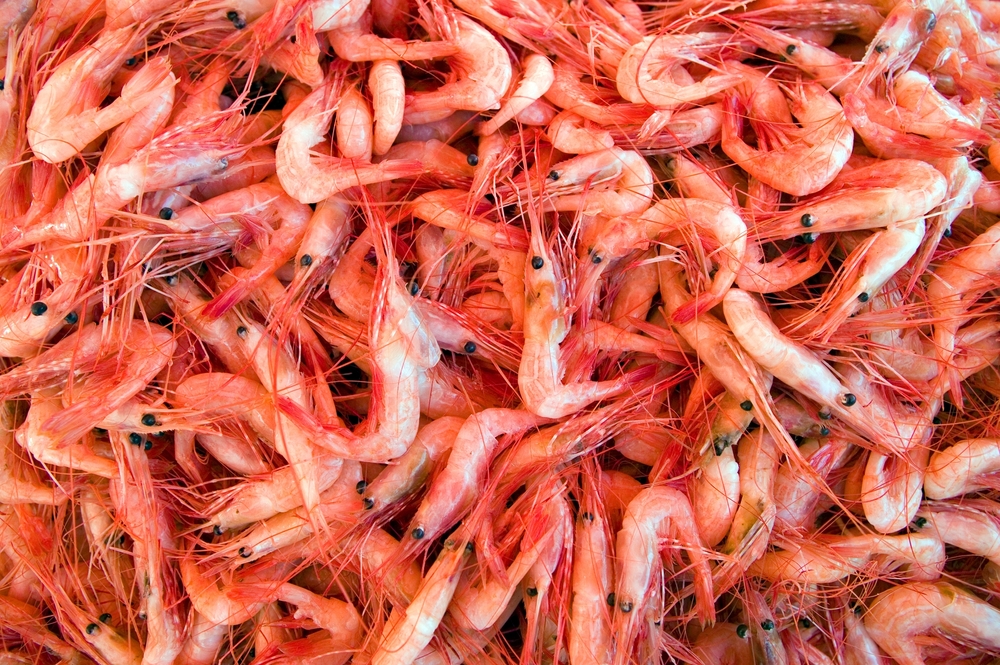 Oregon Pink Shrimp Allies Tell USTR to Open UK Market, End 20% Tariff