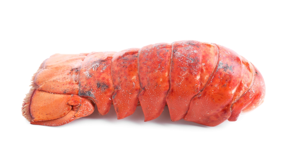 Researchers Find Microplastics in the Tails of Lobsters Caught off Nova Scotia