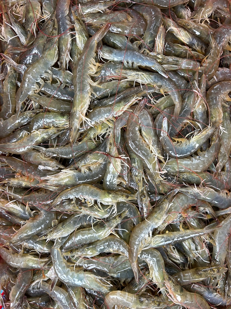 Kazakhstan Inks $50M Deal for 5,300-tonne Shrimp Farm, Location TBD