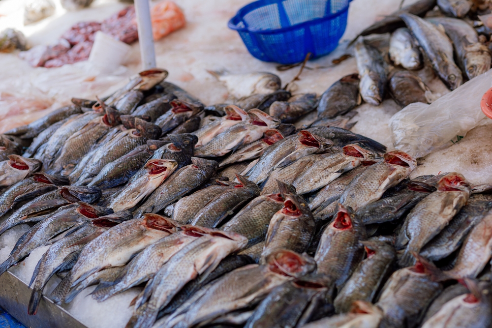 Mexico Aims to Boost Tilapia Self-Sufficiency by 2030