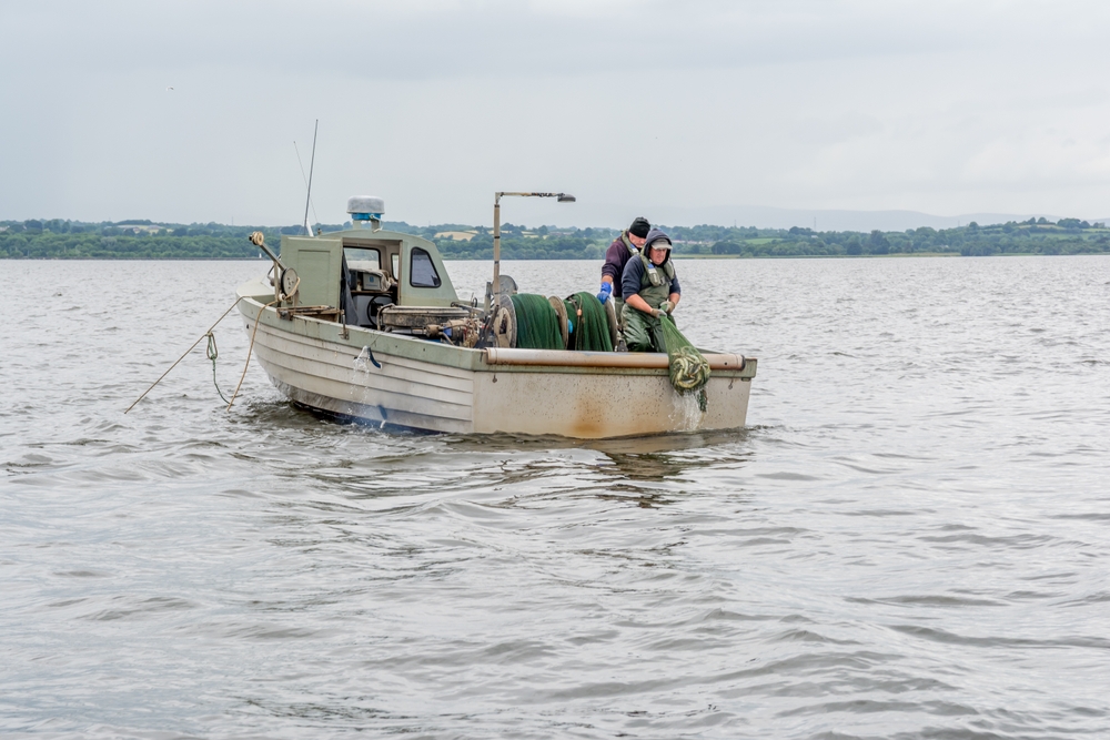 Northern Irish Eel Industry Failing as Windsor Framework Hampers Stock Levels