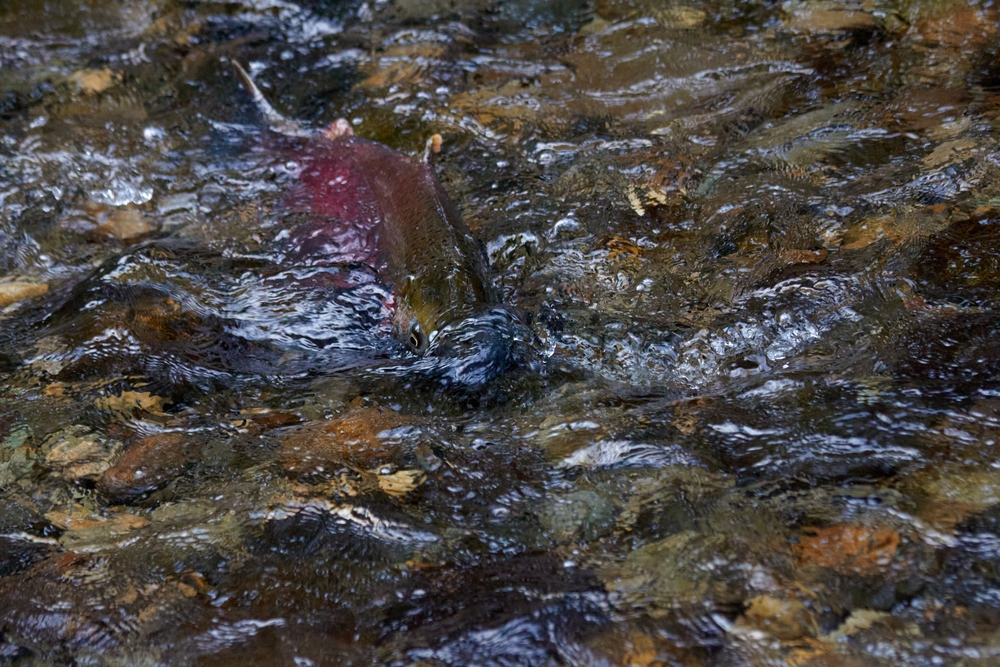 Andfjord Salmon: Salmon Crosses Important Weight Thresholds