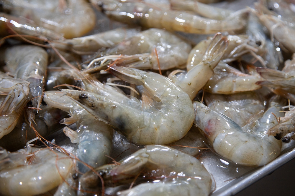 Conapesca Trains 1,200 Crew Members in Sustainable Shrimp Fisheries