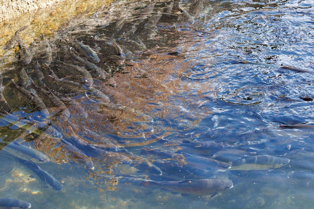 Germany Becomes Innovation Bub for Modern Fish Farming