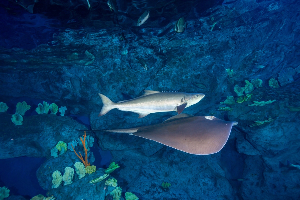 A Shift for NOAA’s Surveys: From Science to Mining