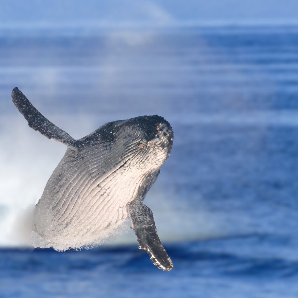 Go Slow! Endangered Right Whales Spotted in Shipping Lanes South of Massachusetts