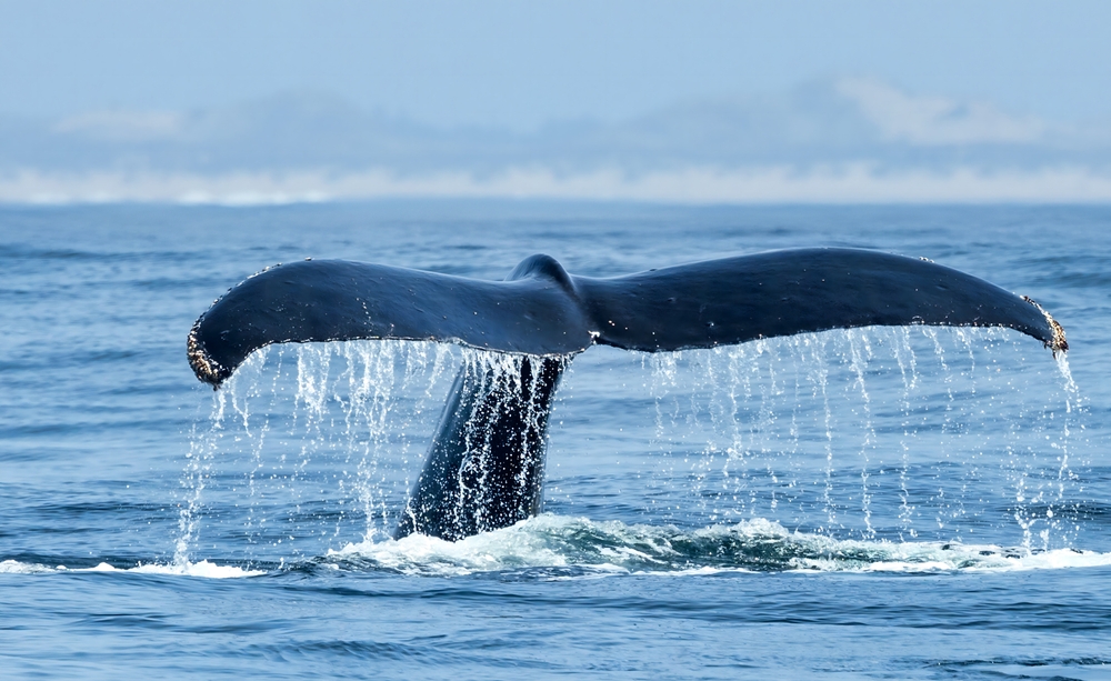 American Team Follows Whale into Canadian Waters to Remove Fish Lines