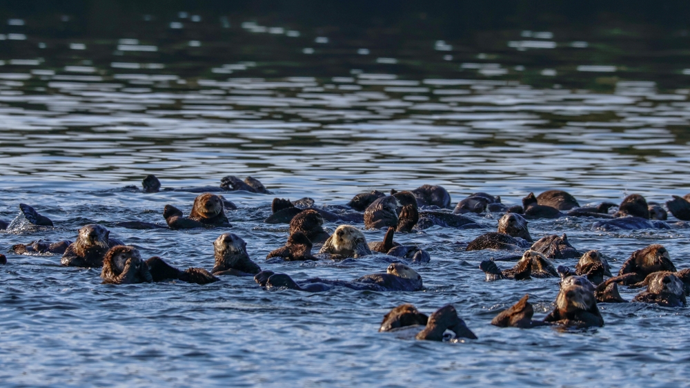 Researchers Find Forever Chemicals in BC Sea Otters