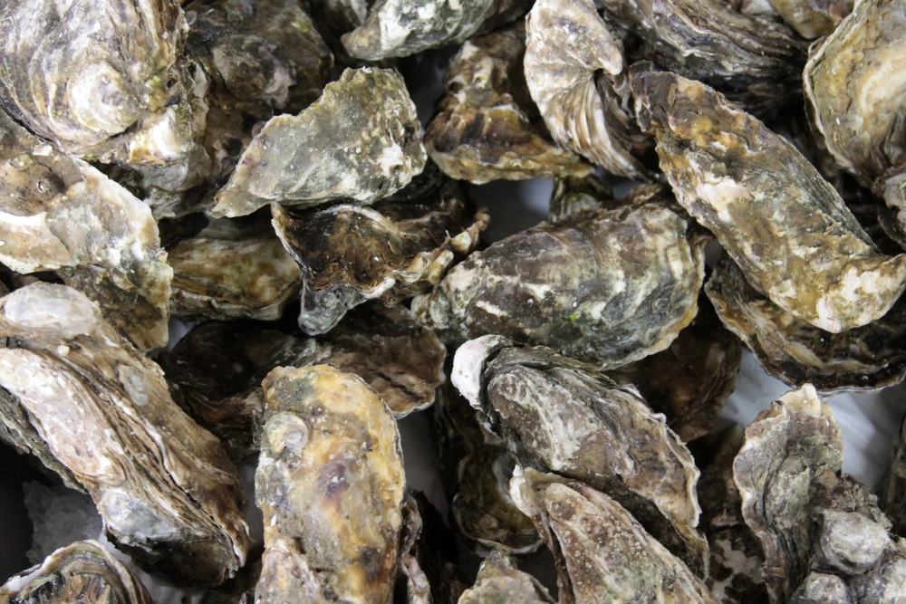 Souris Lab in Early Stages of MSX Research