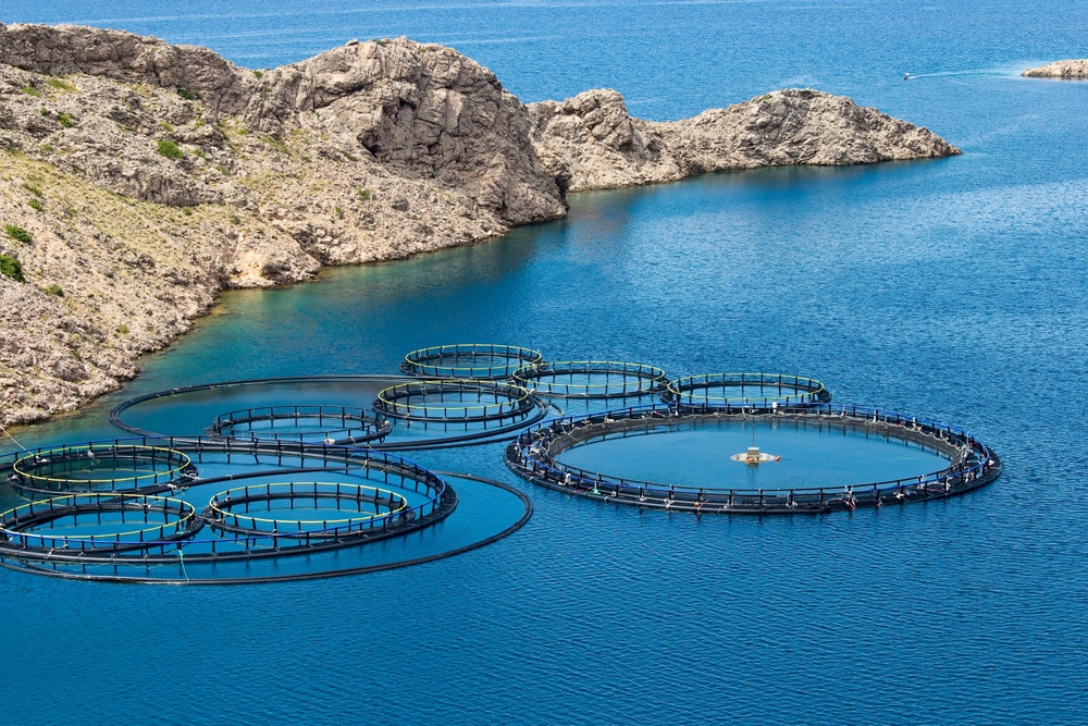 Mediterranean, Black Sea Fish Stocks Show Recovery but Threats Persist, UN says