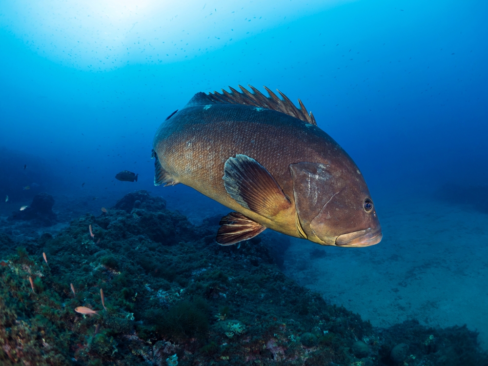 Gulf Council Recommends Lower Deep-Water Grouper Catch Limits, Allocations