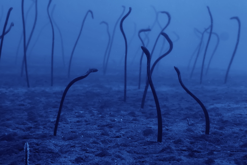 New Roadmap In The Works for Eel Industry