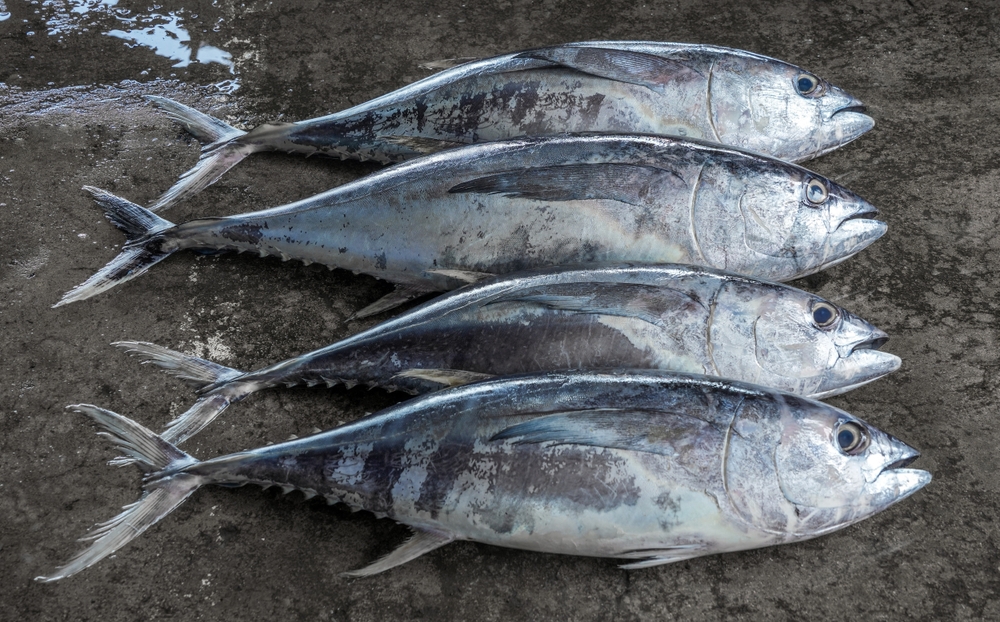 If Vietnamese Tuna Cant Enter the US, Where Will it Go?