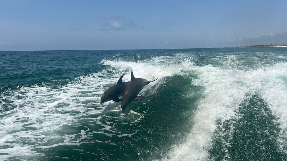 Small NZ Charity Takes Big Swing at US Government in Bid to Protect Endangered Dolphins