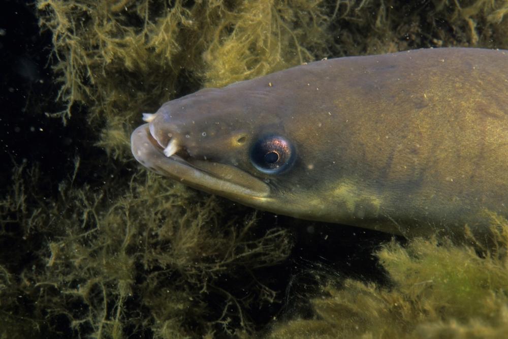 Federal Government Decides It Won’t List American Eel as Species at Risk