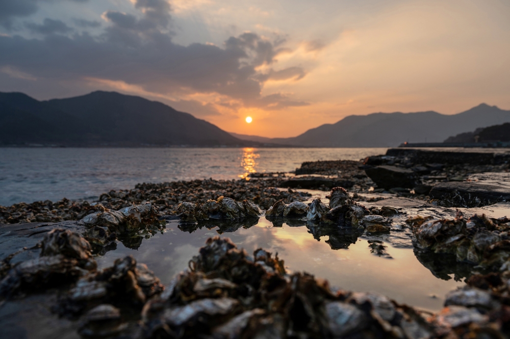 Unprecedented Marine Heat Waves Fuel Fishery Disaster in Korea