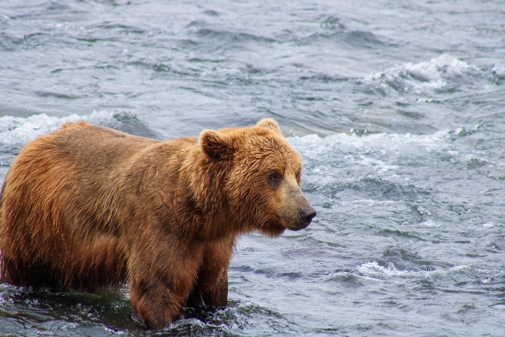 2025 Fat Bear Week is Here! Let the Viewing — And Voting — Begin!