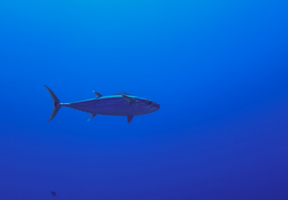 Fiji Moves to Secure More Tuna Supply for PAFCO , says Fisheries Minister Bainivalu