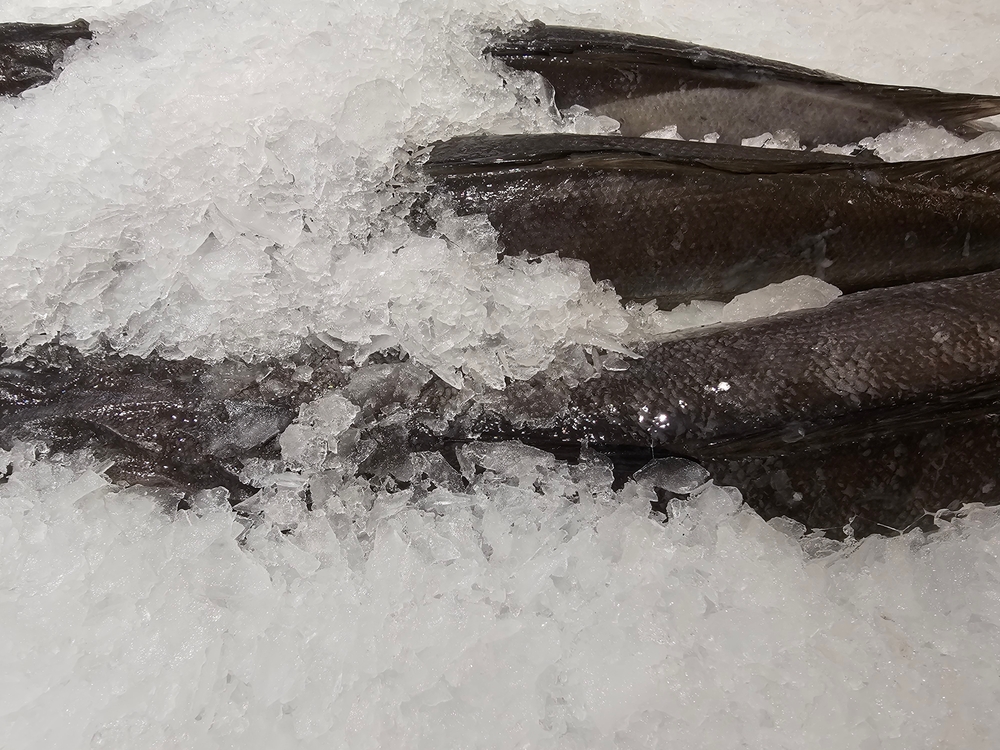 US Black Cod Prices Rise to 2,500 Yen Per Kilo, Sales Steady Driven by Perceived Value