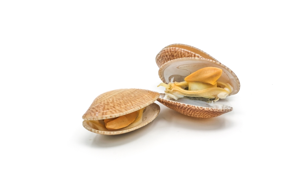 Clams Open Up for UGA MAREX Educational Program